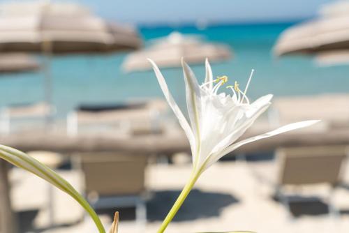 a white flower with the beach in the background at Hotel Stella Maris in Villasimius