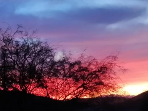 a silhouette of a tree at sunset at Jacomanzi in Plathuis