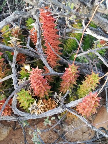 a group of plants with branches on the ground at Jacomanzi in Plathuis