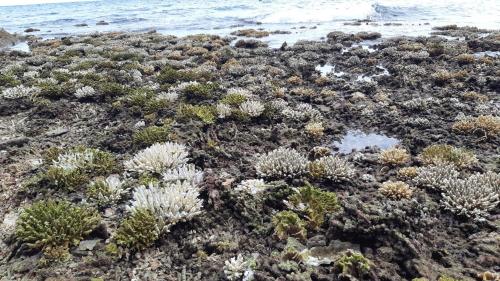 a group of plants on a beach near the ocean at Tao Thong Villa 1 in Koh Tao