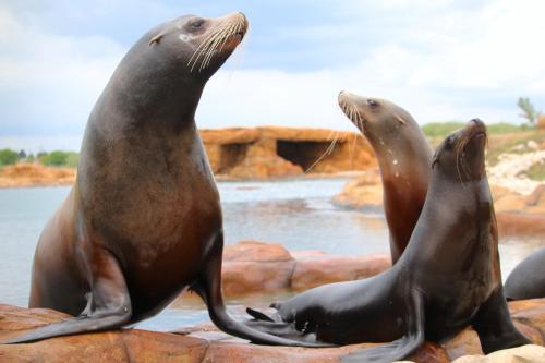 three seals sitting on rocks near the water at Hex Wildlife Hotel at Yorkshire Wildlife Park in Doncaster