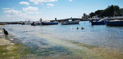 a group of birds in the water near boats at Casina Raho B&B in Nardò