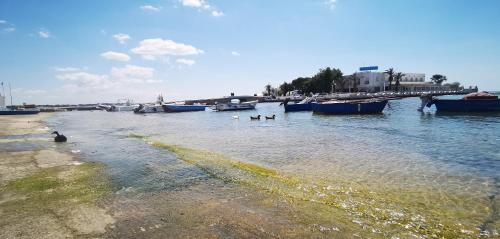 a group of ducks in the water near boats at Casina Raho B&B in Nardò