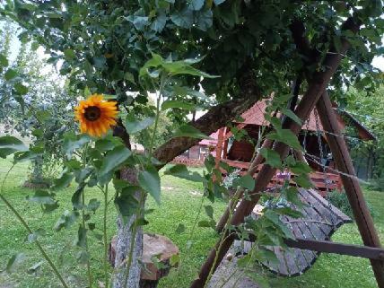 a sunflower is growing in front of a house at Wczasy na Kaszubach u Hani in Wiele