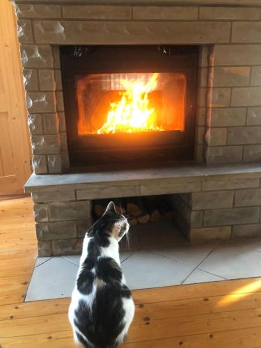 a black and white cat sitting in front of a fireplace at Merejussi Puhkemajad in Pärna