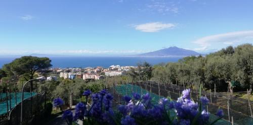 a view of the ocean and a city with purple flowers at Sorrento Dolce Casa in Sorrento