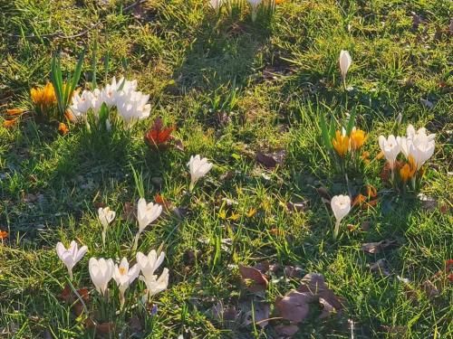 a group of white flowers in the grass at Villa Loebel 1881 in Juodkrantė