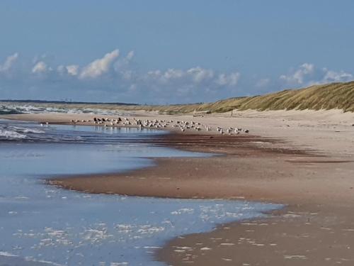 a flock of birds standing on the beach at Villa Loebel 1881 in Juodkrantė
