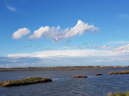 a flock of birds flying over a body of water at La casa di Celeste B&B in Comacchio
