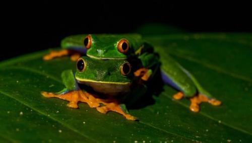 a green frog sitting on top of a green leaf at Beachfront Paradise in Manuel Antonio
