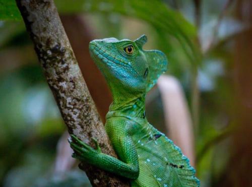 a green and blue lizard on a tree branch at Beachfront Paradise in Manuel Antonio