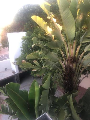 Jardín al aire libre en Old Cape on The Marina - The flamingo : unit 8