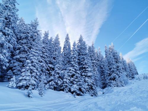 a group of snow covered pine trees in the snow at Das K - dei "Hoamatl" im Ötztal in Oetz