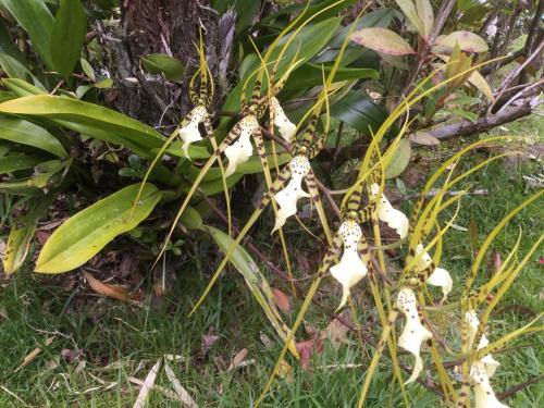 a group of white flowers on a tree at Hale 'Ohu Bed & Breakfast in Volcano