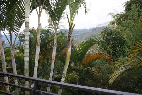 a group of palm trees with mountains in the background at Hotel San Blass in La Unión