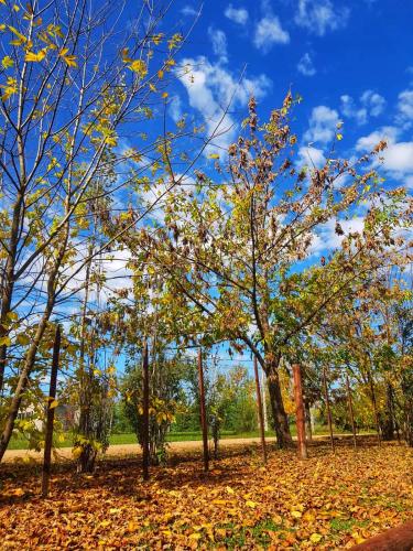 a group of trees with leaves on the ground at Cabañas Pulmahue in Colón