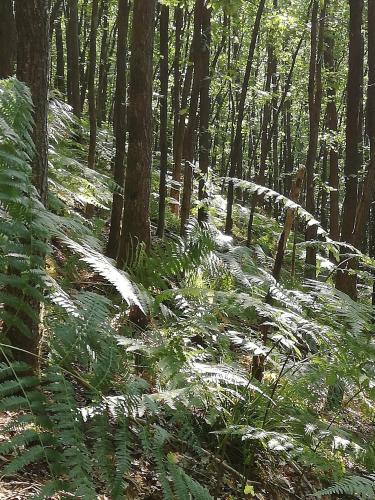 a forest filled with lush green plants and trees at Haus Pfaffenfels in Schönau