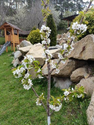 a tree with white flowers in front of rocks at CASA DINTRE PINI in Păltinoasa