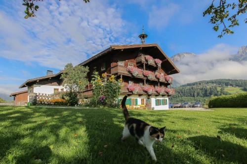 a cat walking in the grass in front of a house at Hainzbauer in Leogang