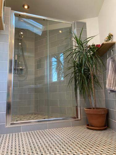 uma casa de banho com um chuveiro e um vaso de plantas em Highfields lodge em Dymchurch