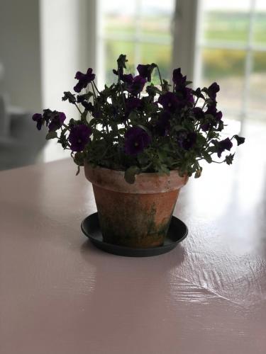 a pot of purple flowers sitting on a table at Country-living with a lovely view and own terrace, entrance and parking in Roskilde