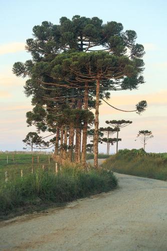 a group of pine trees on the side of a road at Cachoeira do Alemão - Recanto dos Arcos in Balsa Nova