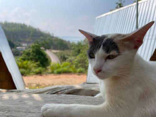 a gray and white cat sitting on a porch at Monsonkeang Camping view ม่อนสันเกี๋ยง in Mae Chaem