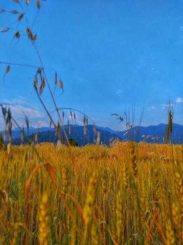 a field of tall grass with mountains in the background at Baseraa - Bir's Hidden Comfort in Bīr