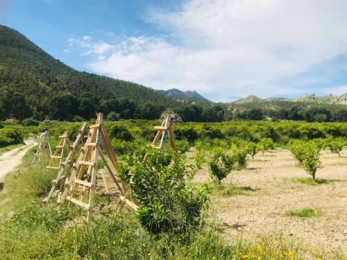 a vineyard with a bunch ofadders in a field at Casa Ramoncico. Finca el Campillo in Blanca