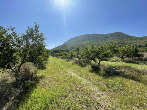 a field with trees and mountains in the background at Casa Ramoncico. Finca el Campillo in Blanca