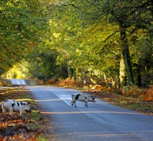 two pigs crossing a road in the street at The Nest in Sway