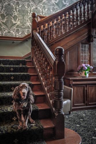 a dog sitting on the stairs of a house at Woodlands Park Hotel in Cobham