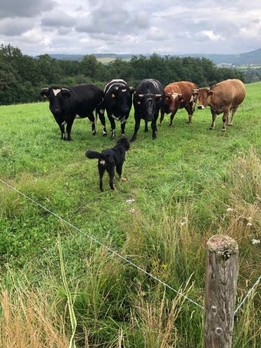 a group of cows standing in a field with a dog at Appt. ÄISCHER in Wilwerwiltz