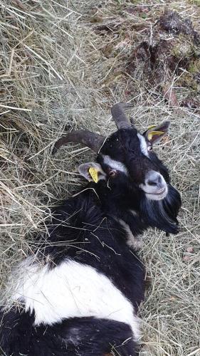 a black and white lamb laying in the hay at Amatų kalnelis in Anykščiai