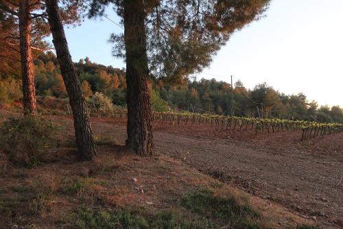 two trees in a field next to a vineyard at Masia Sagués in Poblet
