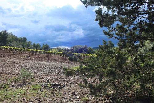 a field of sunflowers and trees in a vineyard at Masia Sagués in Poblet