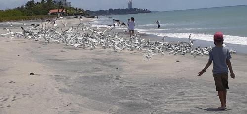 a boy walking on the beach with a flock of birds at ADVENTURE House in Nancito