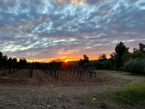 a vineyard at sunset with the sun setting in the background at Masia Sagués in Poblet