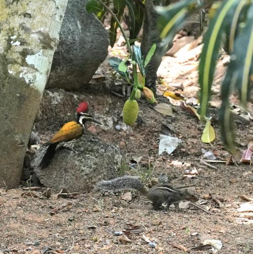 ホームステイの敷地内または近くにいる動物