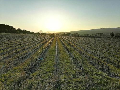 un champ de vignes vide avec le soleil en arrière-plan dans l'établissement Joli appartement prés des plages, à Laouque