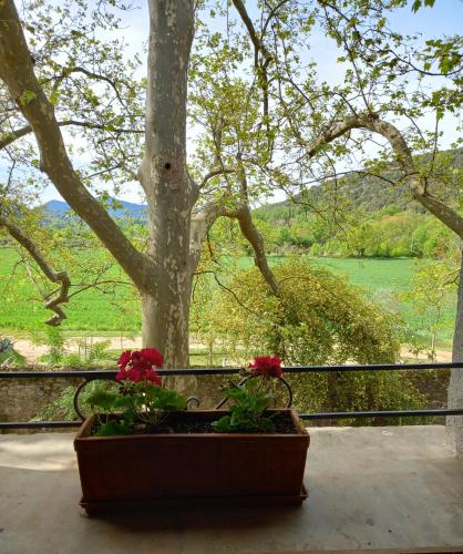 a pot of flowers on a balcony with a tree at Chambres d'hôtes Domaine de Pélissols in Bédarieux