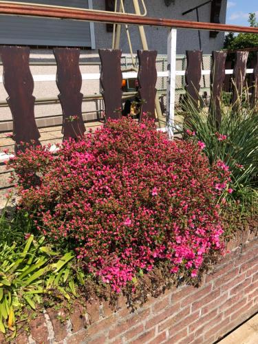 a flower box with pink flowers in front of a building at Appt. ÄISCHER in Wilwerwiltz