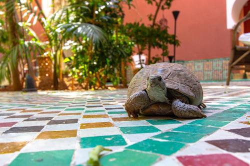 Riad Kaiss By Anika – Photos 5