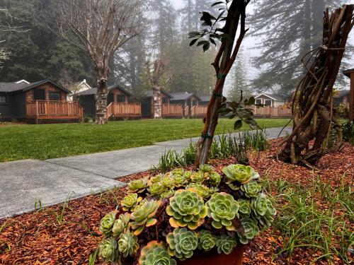 a flower bed in a yard next to a sidewalk at Dawn Ranch in Guerneville