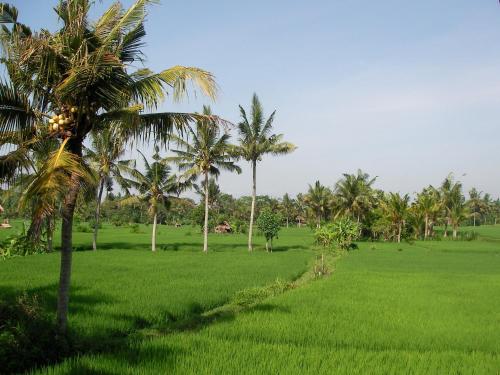 a field of palm trees and a field of green grass at Green Field Hotel and Restaurant in Ubud