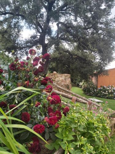 a garden with red flowers and a tree at Mas Cal Sastre in Sant Hilari Sacalm