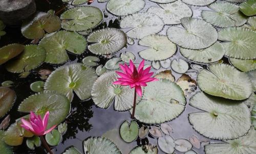 Gallery image of Luxman Guest House in Polonnaruwa