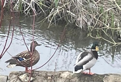 two ducks standing on a rock near the water at Logis des Brousses in Lhommaizé