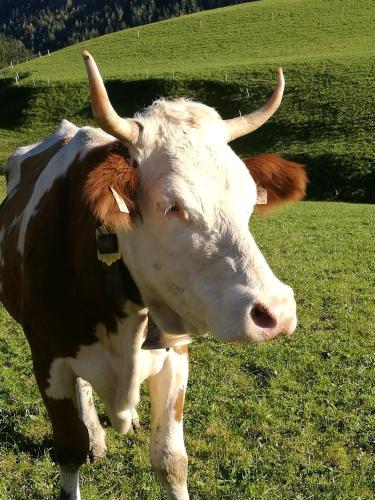 a brown and white cow standing in a field at Hausbergerhof Gästehaus Ainberger in Brixlegg