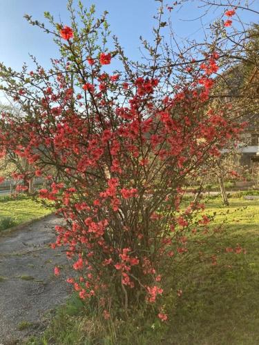 a flowering tree with red flowers in a yard at Самостоятелни стаи в къща за гости Балкан in Ribarica